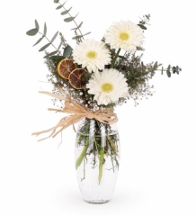 beyaz gerbera çiçeği