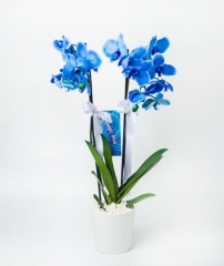 çift dal mavi orkide